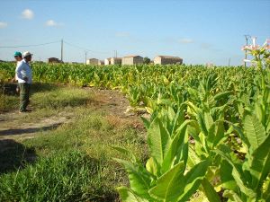 Plantación de tabaco en el norte de Extremadura, donde se produce el 90% del tabaco español. / HOY