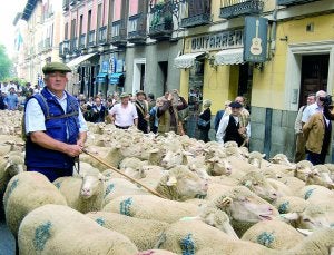 Las ovejas extremeñas invaden Madrid