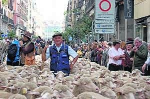 Ovejas merinas pasando por Madrid de regreso a Extremadura. ::                                                        HOY