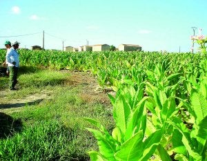 La Universidad quiere tabaco