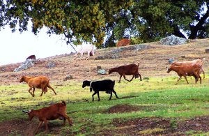 Afirman que no es buen momento para 'echar' cabras al monte