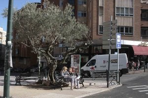 Plantan un olivo centenario frente a la Cruz de los Caídos, en Cánovas