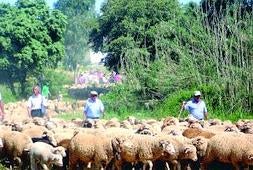 El regreso de la trashumancia