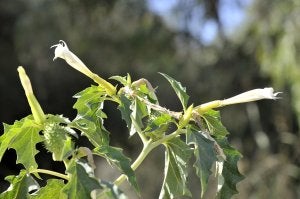 Lo que consumió Miguel. Pétalos de la flor del estramonio. ::                             J. V. A.