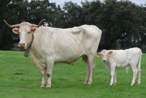 Razas salvadas por la ciencia