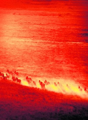 Migración de cebras en Botsuana. ::                             BEVERLY JOUBERT/NATIONAL GEOGRAPHIC