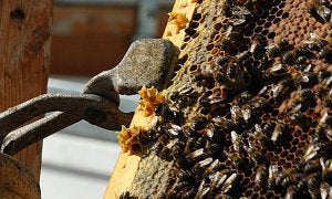 Detalle de una colmena en Las Hurdes, una de las grandes zonas productoras de la región. ::
PALMA