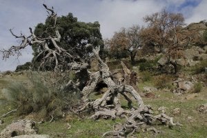 Árboles secos de hace tiempo y recientes en Valcorchero. ::                             ANDY SOLÉ