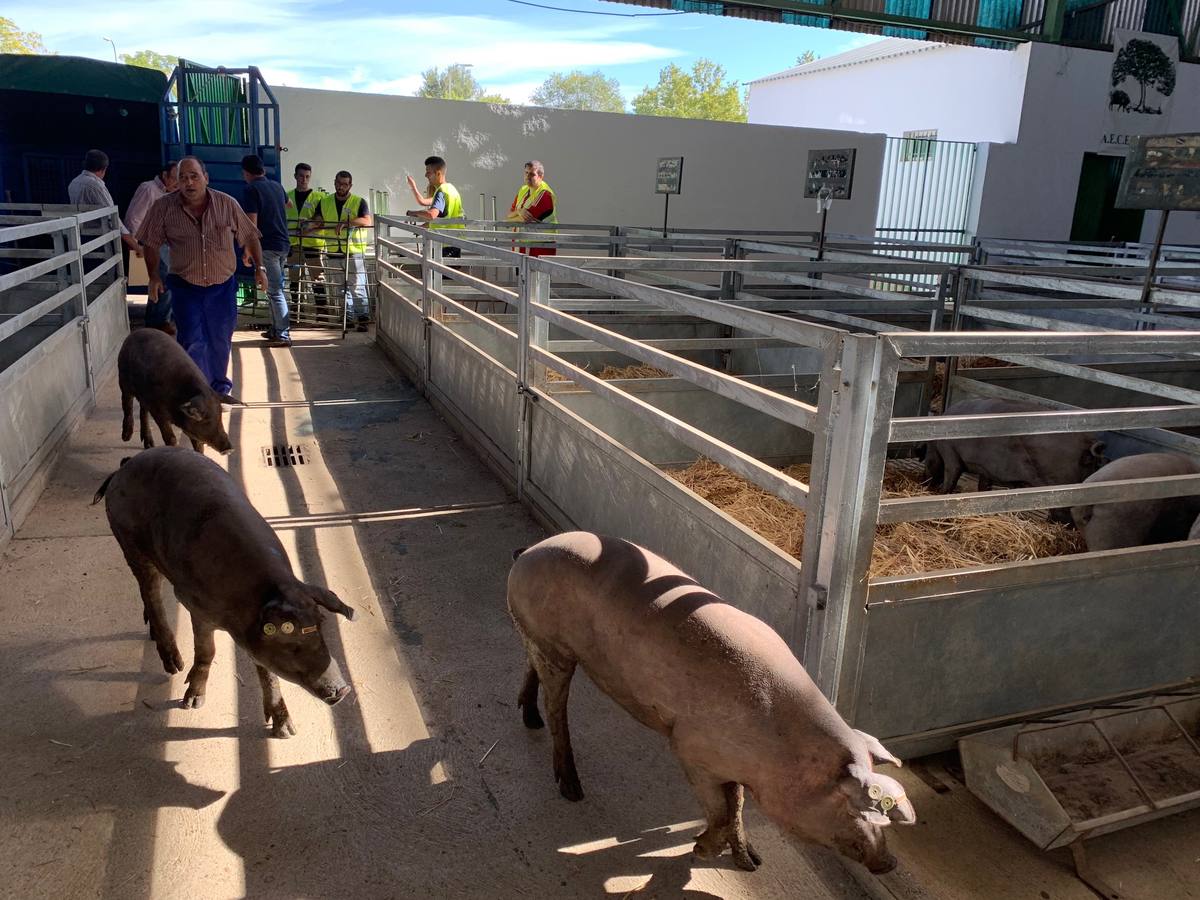 Unas 2.500 cabezas de ganado ovino, vacuno, porcino ibérico y equino están entrando para la FIG