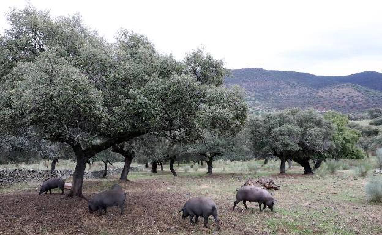 CIBEX y Caja Rural de Extremadura llegan a un acuerdo de financiación para el macromatadero de ibérico