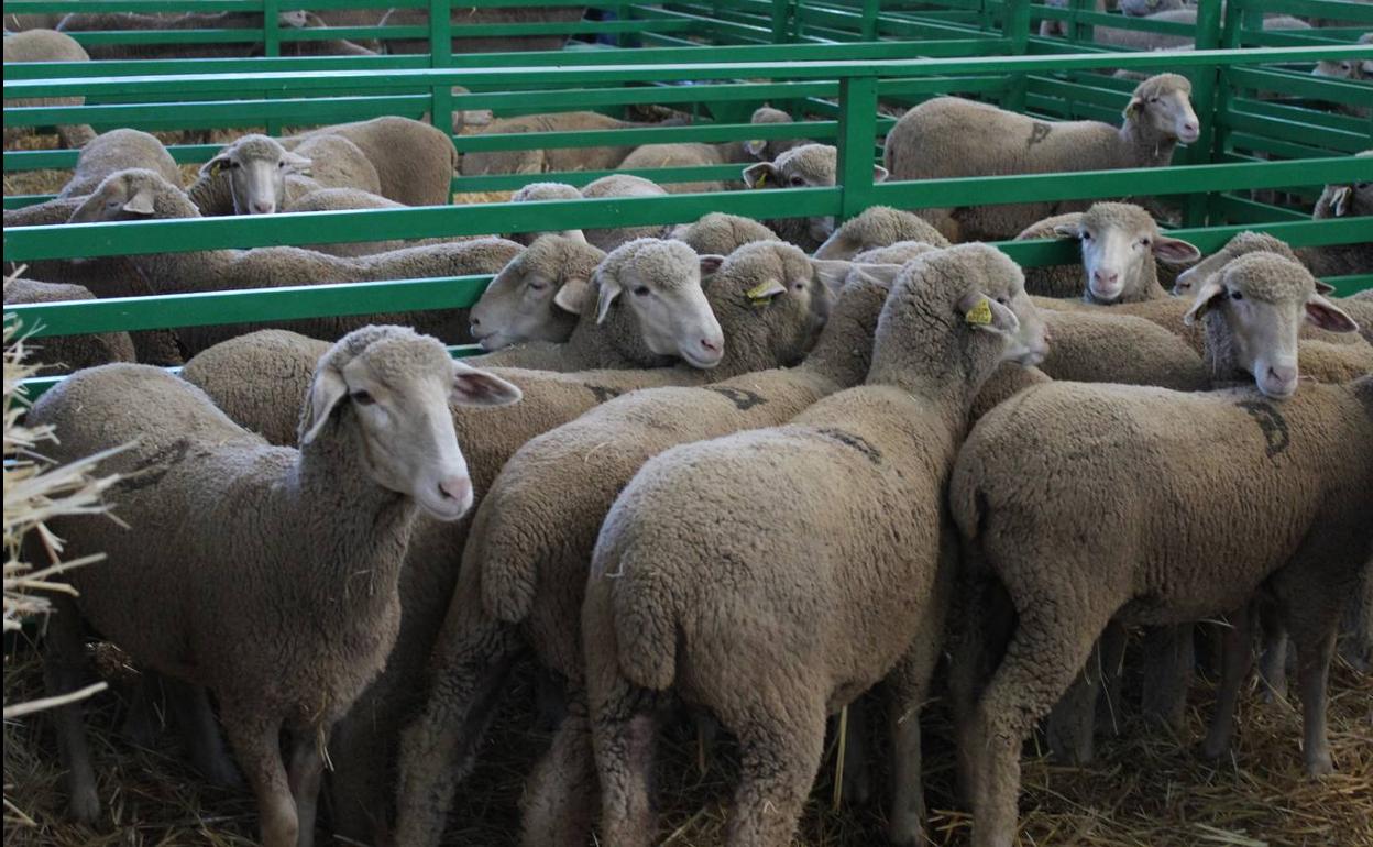 Ganado ovino en la Feria de Zafra 