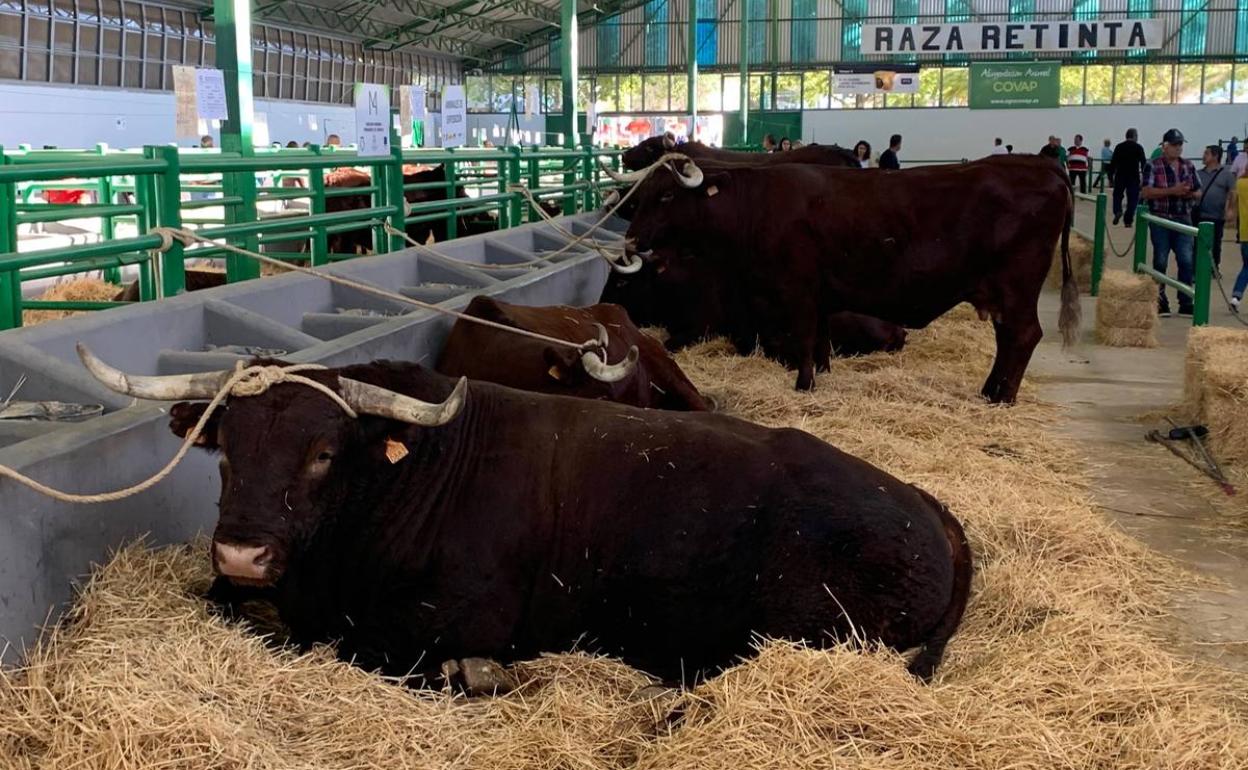 Nave de reinto en la FIG de 2019 