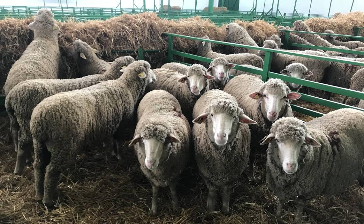 Ganado ovino en la última Feria de la Primavera celebrada en 2019 