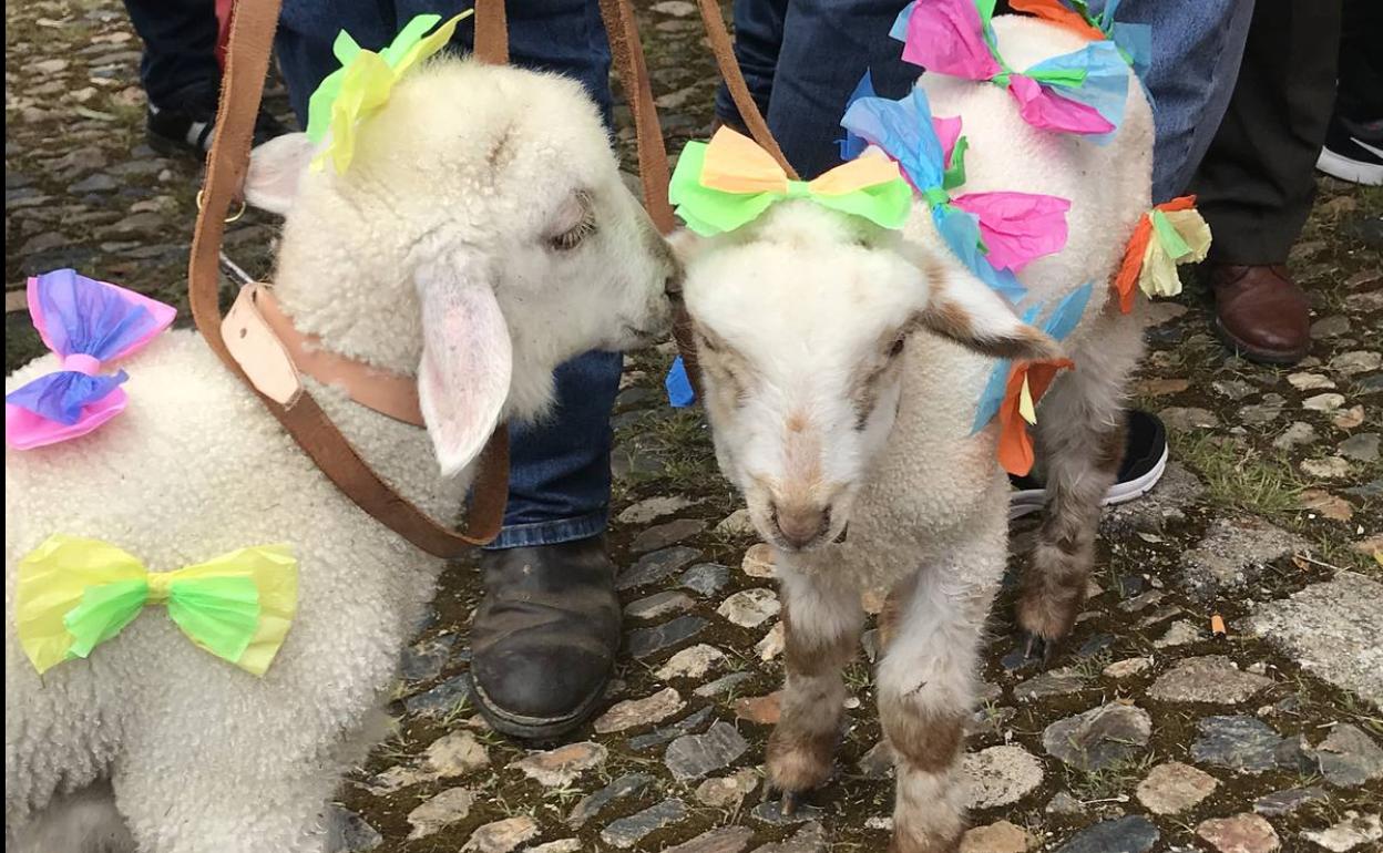 Dos borreguitos ataviados con sus lazos en 2019 