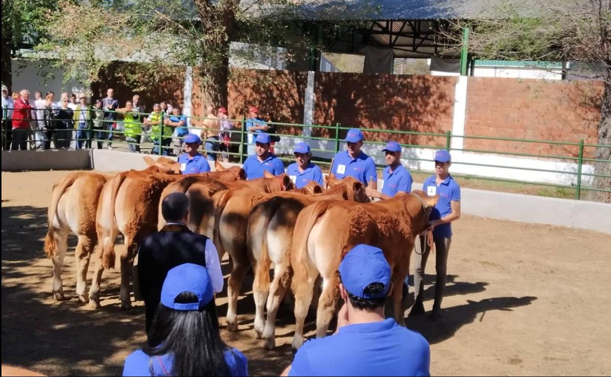 Un momento del concurso morfológico de la raza 