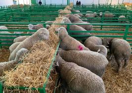 Nave de ovinos en una edición anterior de la feria