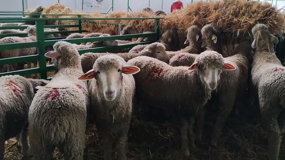 La Feria de Primavera arranca con 840 cabezas de ganado ovino