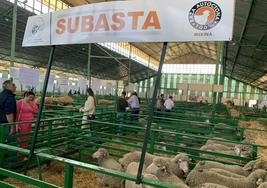 Nave de ovinos del recinto ferial