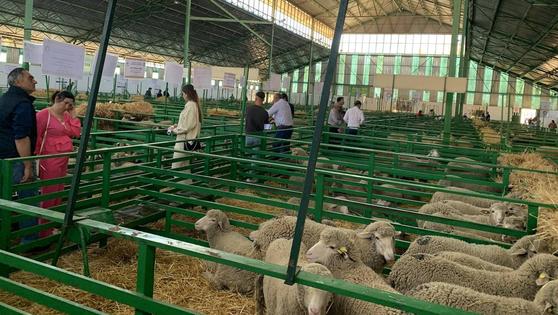 Distintas actividades confluyeron el sábado de la Feria de Primavera