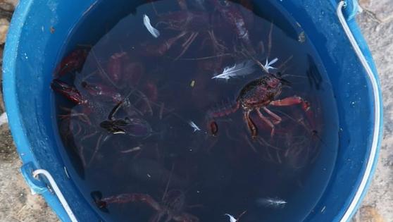 El ayuntamiento retira del Pilar del Duque unos 70 cangrejos rojos