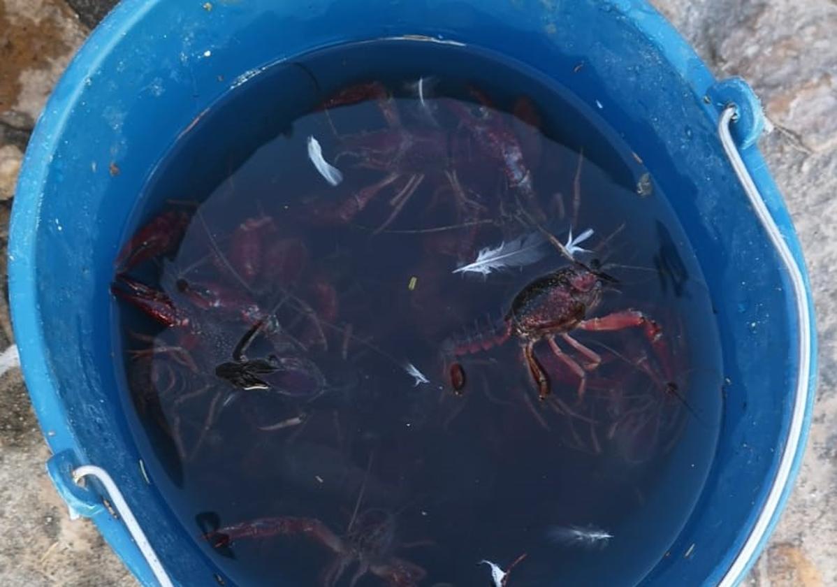 El ayuntamiento retira del Pilar del Duque unos 70 cangrejos rojos