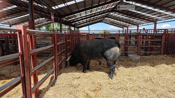 El alcalde de Zafra y el comisario de la FIG visitaron ayer la feria agropecuaria y comercial de Salamanca
