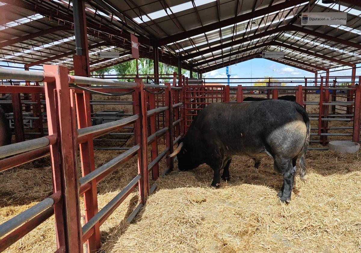 El alcalde de Zafra y el comisario de la FIG visitaron ayer la feria agropecuaria y comercial de Salamanca