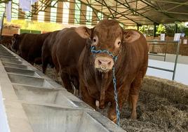 El ganado ya está en sus naves