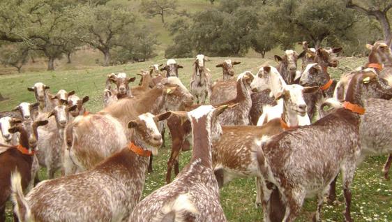 El sector caprino no asiste a esta edición de la feria ganadera