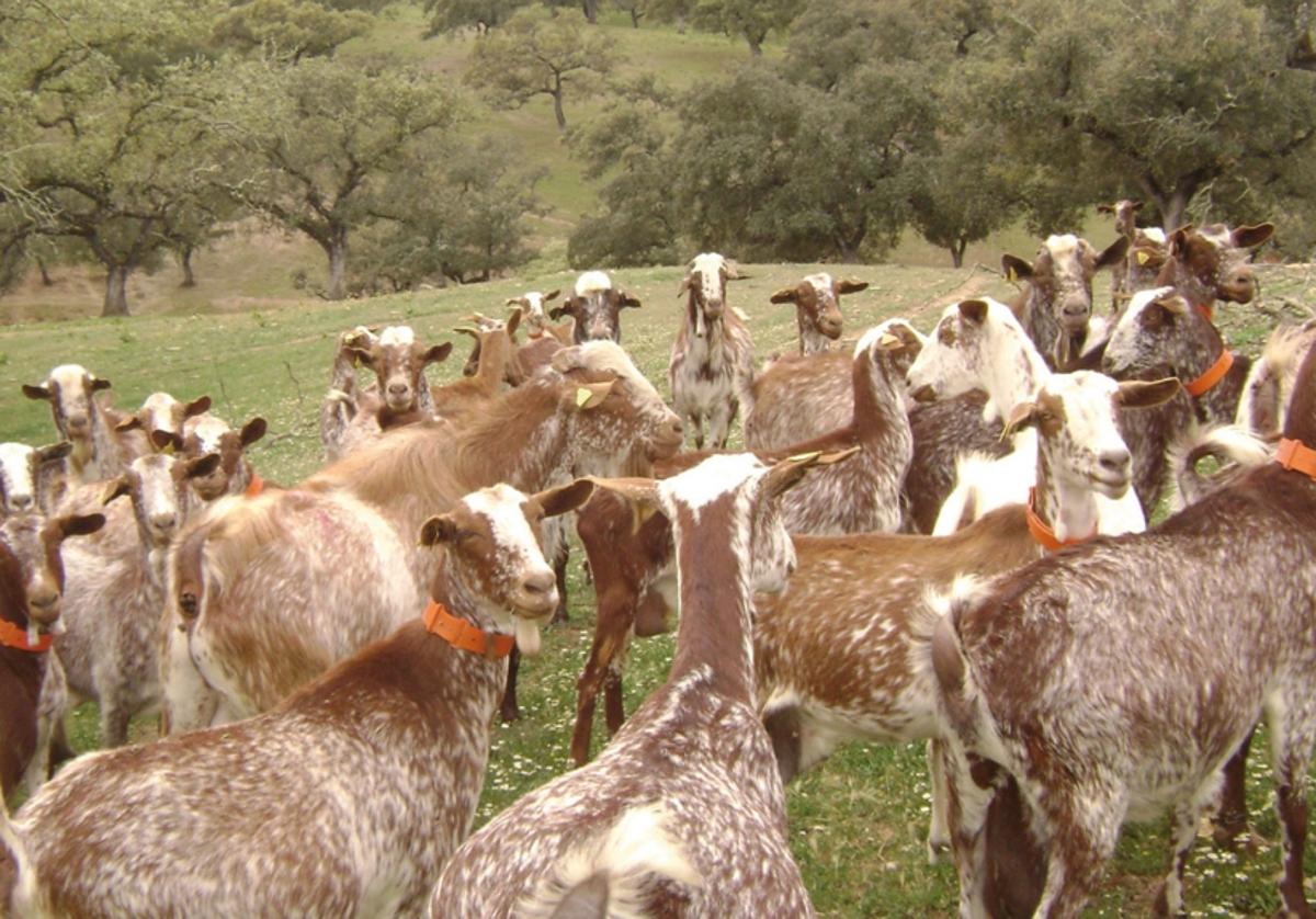 El sector caprino no asiste a esta edición de la feria ganadera