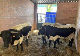 Berre¡ndas en negro durante la FIG