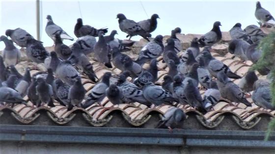 Una empresa contratada por el ayuntamiento se encargará de reducir la presencia de palomas
