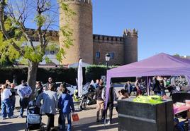Recogida solidaria en la Plaza del Alcázar
