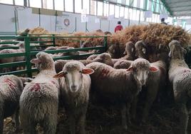 Exposición de ganado ovino en 2023