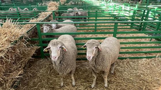 El ganado ovino protagonista de la Feria de Primavera