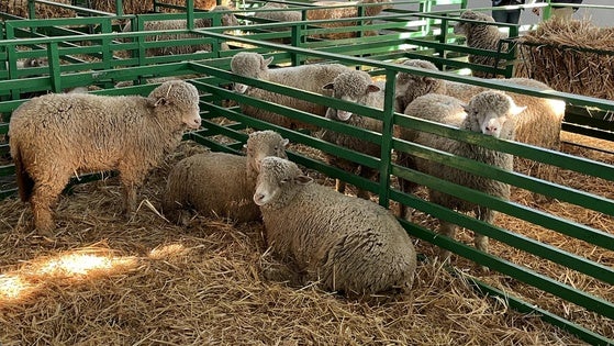 La Feria de Primavera se clausuró tras un fin de semana de actividades ganaderas, deportivas y de ocio en el recinto ferial
