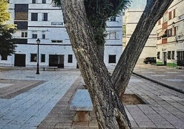 Algunos de los árboles afectados