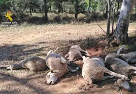 Algunos de los animales hallados en el campo