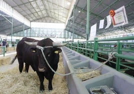 El ganado vacuno recupera la presencia después de 20 años