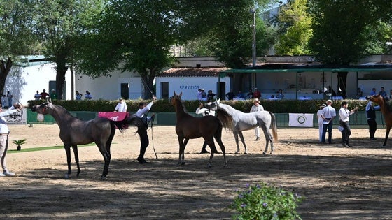 Celebrado el VII campeonato 'Ciudad de Zafra' de caballos de Pura Raza Árabe