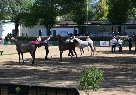 Algunos de los animales durante el concurso