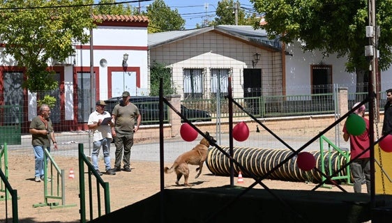 Unos 30 perros participaron en la segunda selectiva de Obediencia Deportiva y de Utilidad
