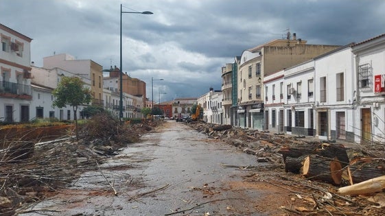 Ecologistas en Acción critica la retirada de árboles de la calle Ancha y el Consistorio defiende la actuación