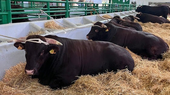Algunos ejemplares de la raza de Retinto en su nave durante la feria