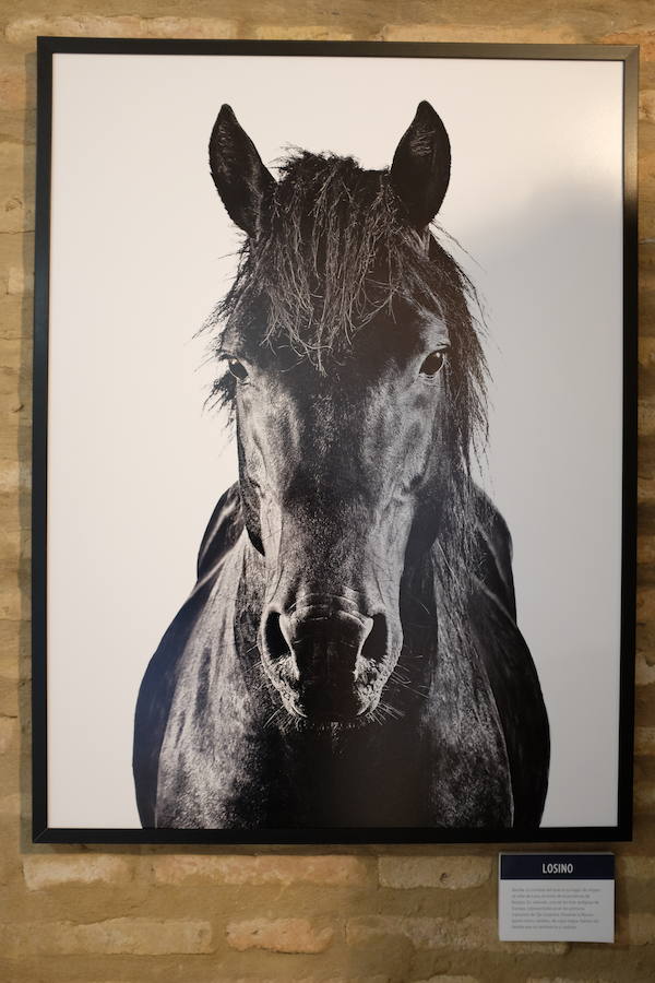 Bestiarium se expone en la Sala de Las Tenerías