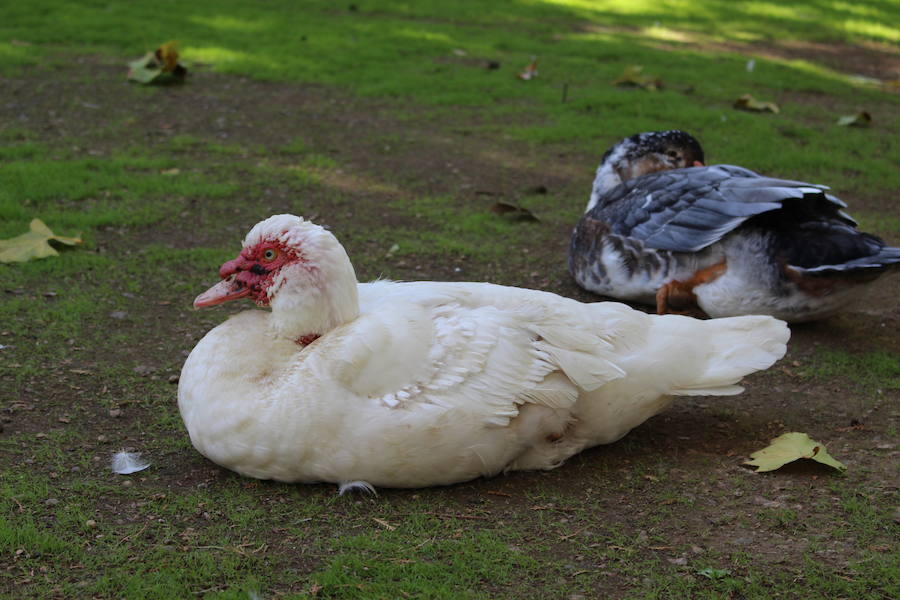 La agresión a un pato en el parque de la Paz pone la atención sobre el vandalismo