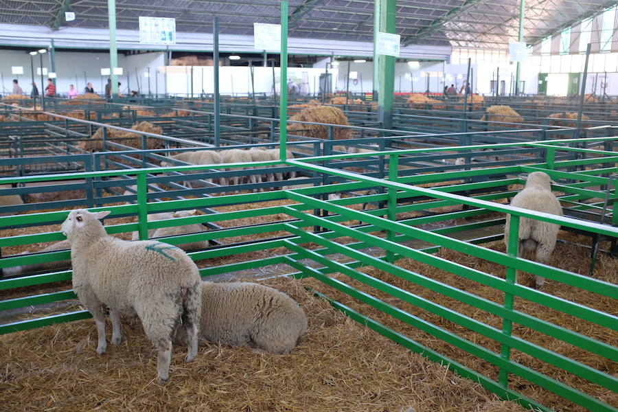 El remate de las subasta de ovino de la Feria de Primavera asciende a los 54.000 euros