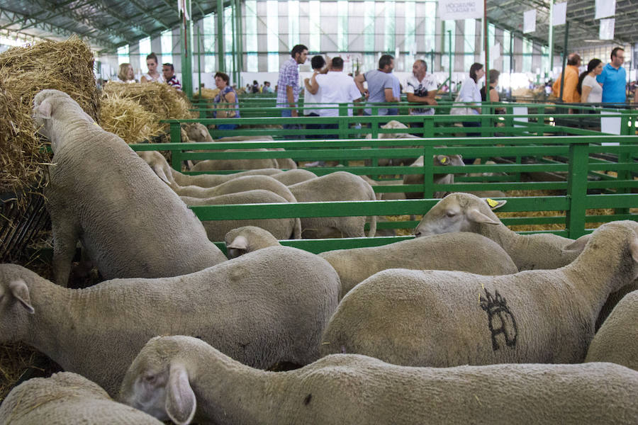 La Feria de Zafra acoge la entrega de premios de los Concursos Morfológicos de Ganado Ovino