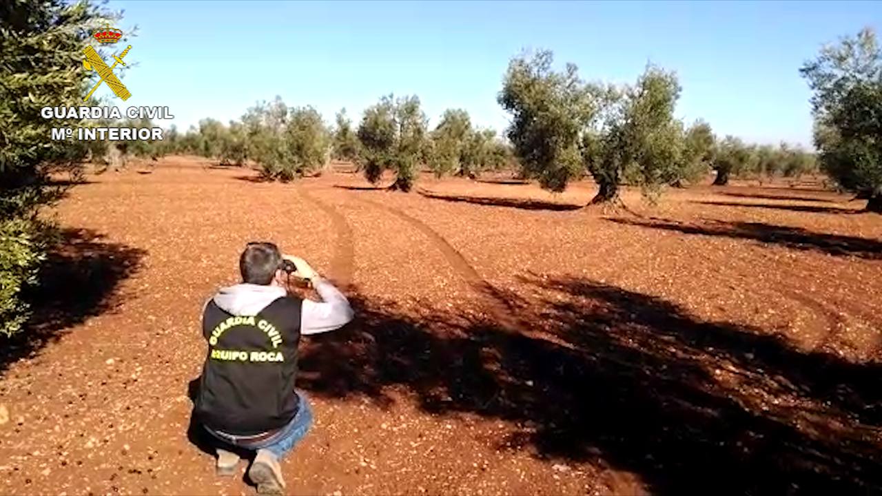 Desmantelado un entramado de robo de aceitunas sustraídas en Tierra de Barros y Río Bodion