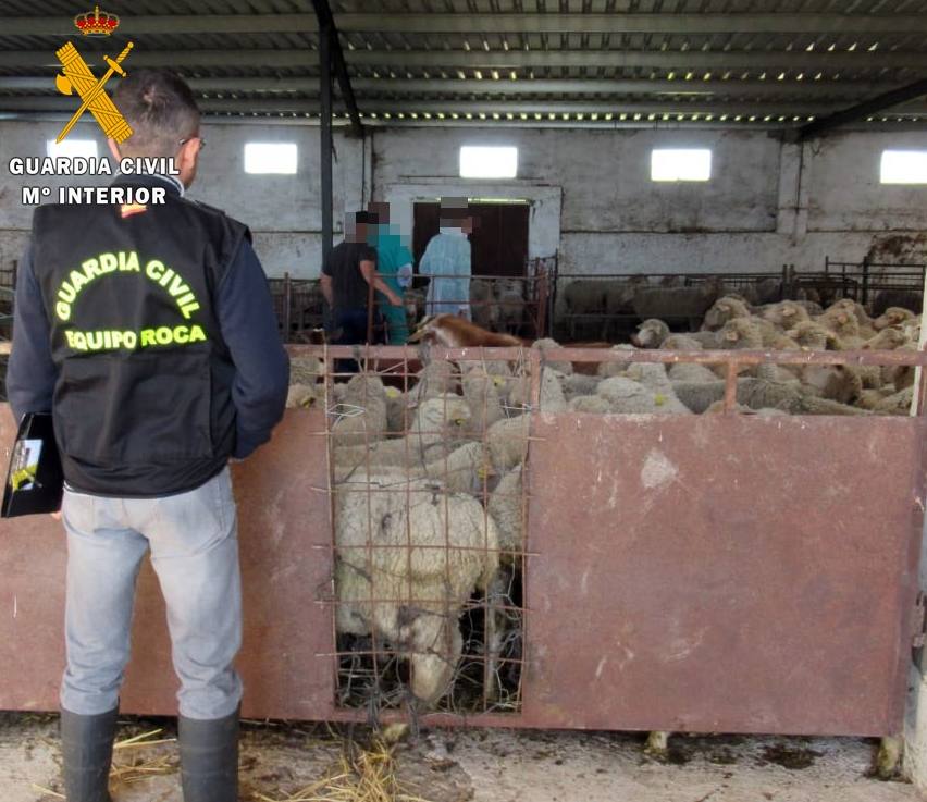 Detenido un ganadero por denunciar falsos robos para cobrar el seguro
